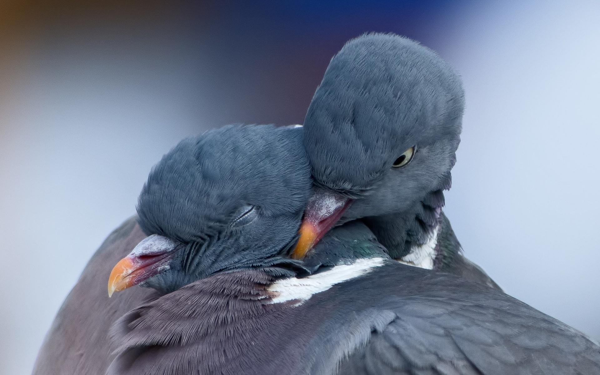 pigeons-birds-love-mood